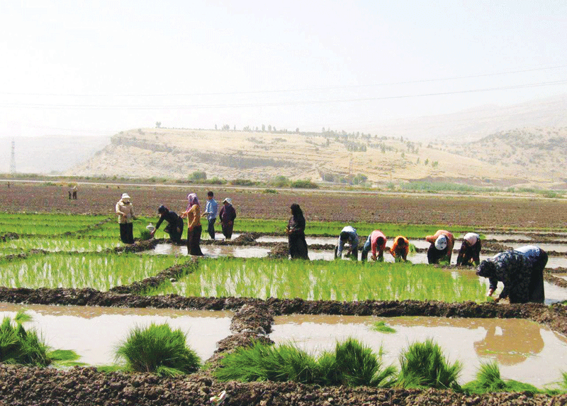 کشت برنج و هندوانه در استان لرستان ممنوع اعلام شد.