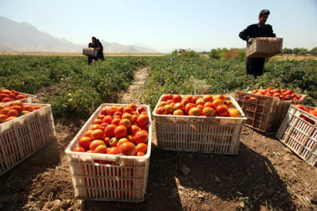 کشاورزان دشت اردبیل کشت محصولات کم آب را در اولویت قرار دهند